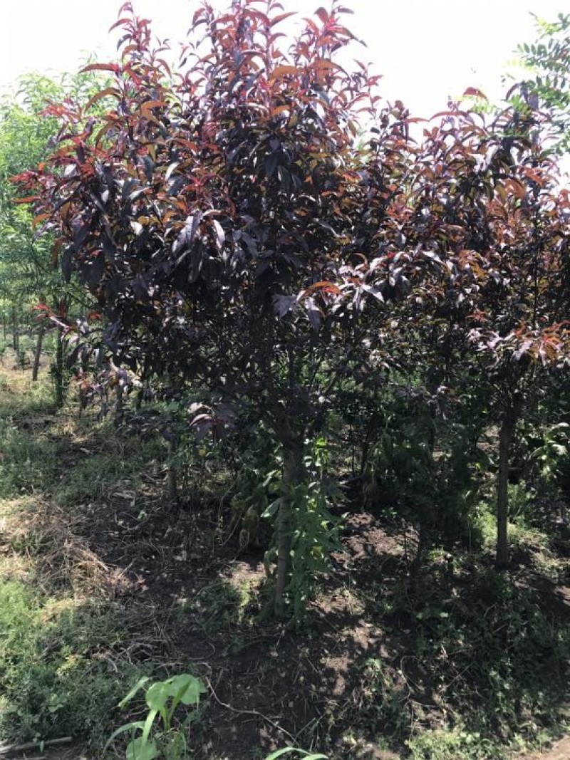 紫叶碧桃4~6cm2.5~3米