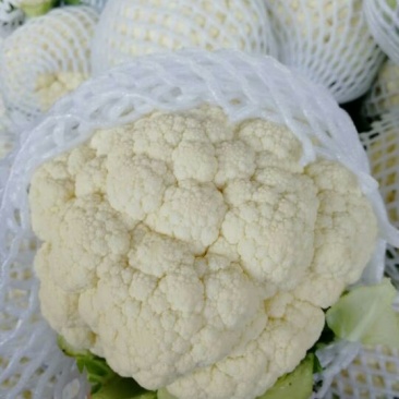 菜花，优质，精品，菜花