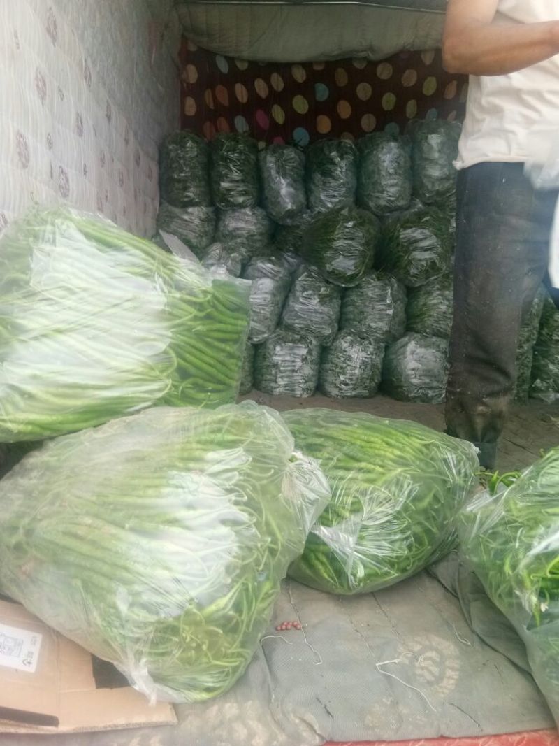 线椒20公分以上条直光亮品质好