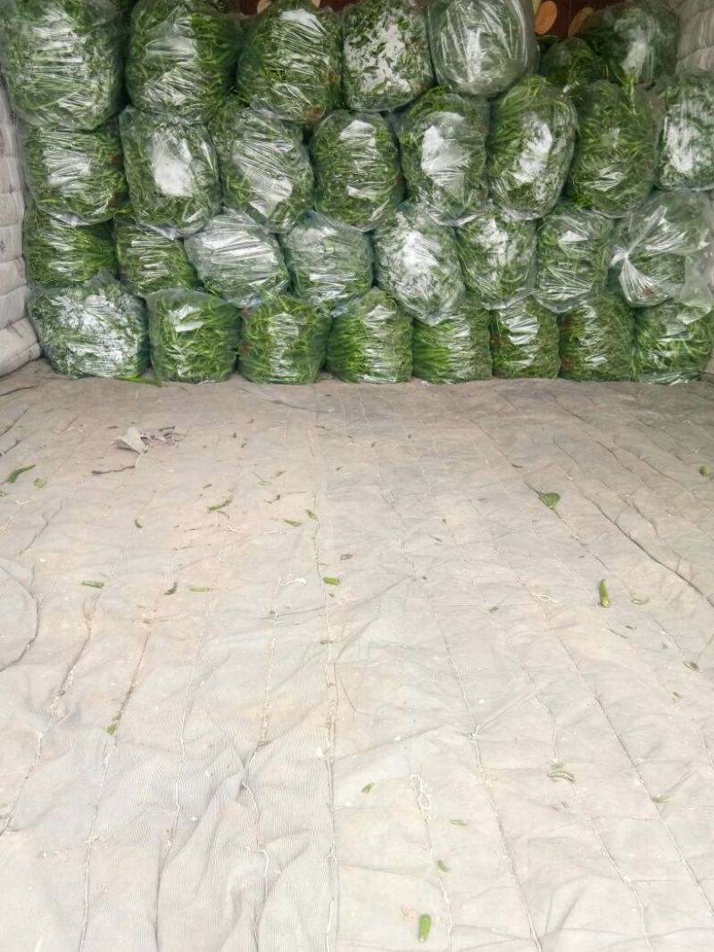 线椒20公分以上条直光亮品质好