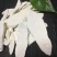 铁棍山药2厘米以下20厘米以下一级通货