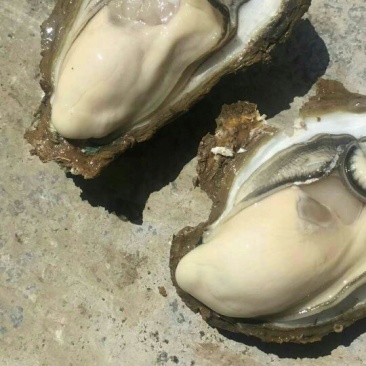 湛江肥蚝产地供应包肥一对一视频看货下单