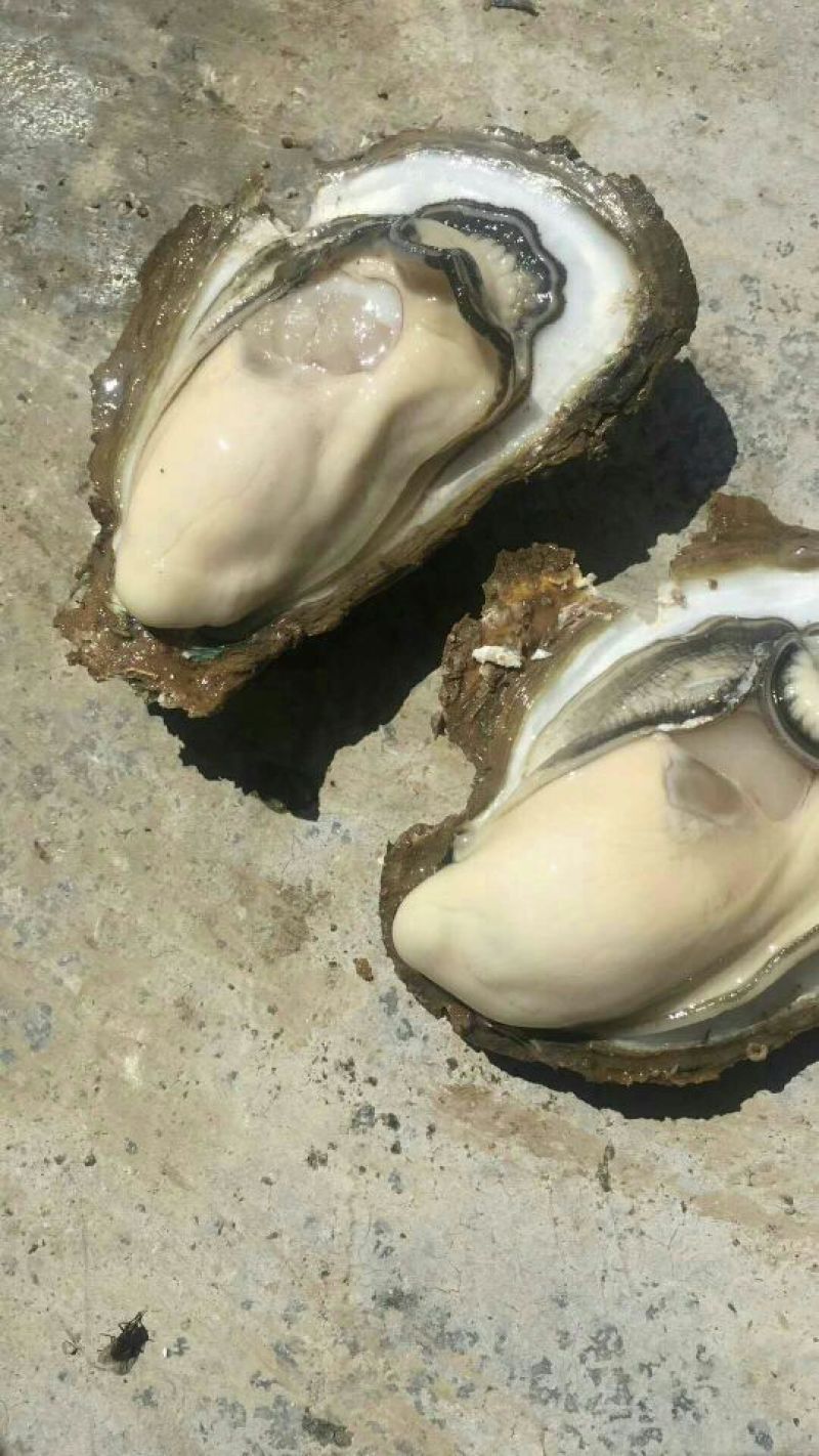 湛江肥蚝产地供应包肥一对一视频看货下单