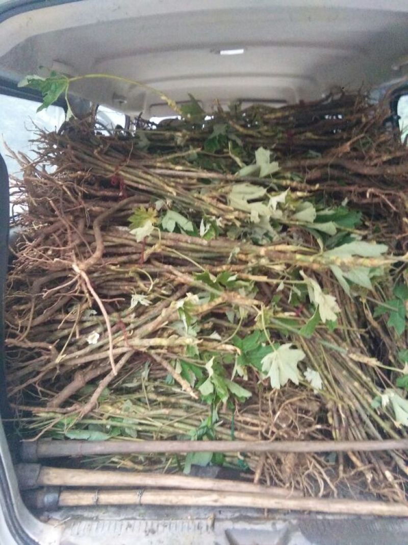 通草大通草苗大量批发成活率高