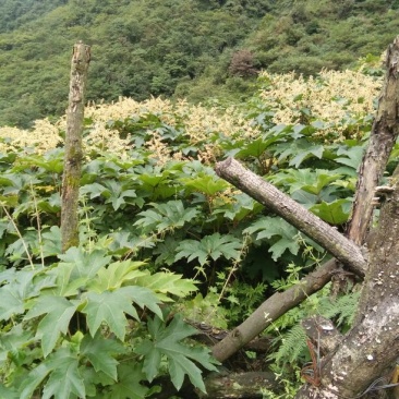 通草大通草苗大量批发成活率高
