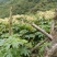 通草大通草苗大量批发成活率高