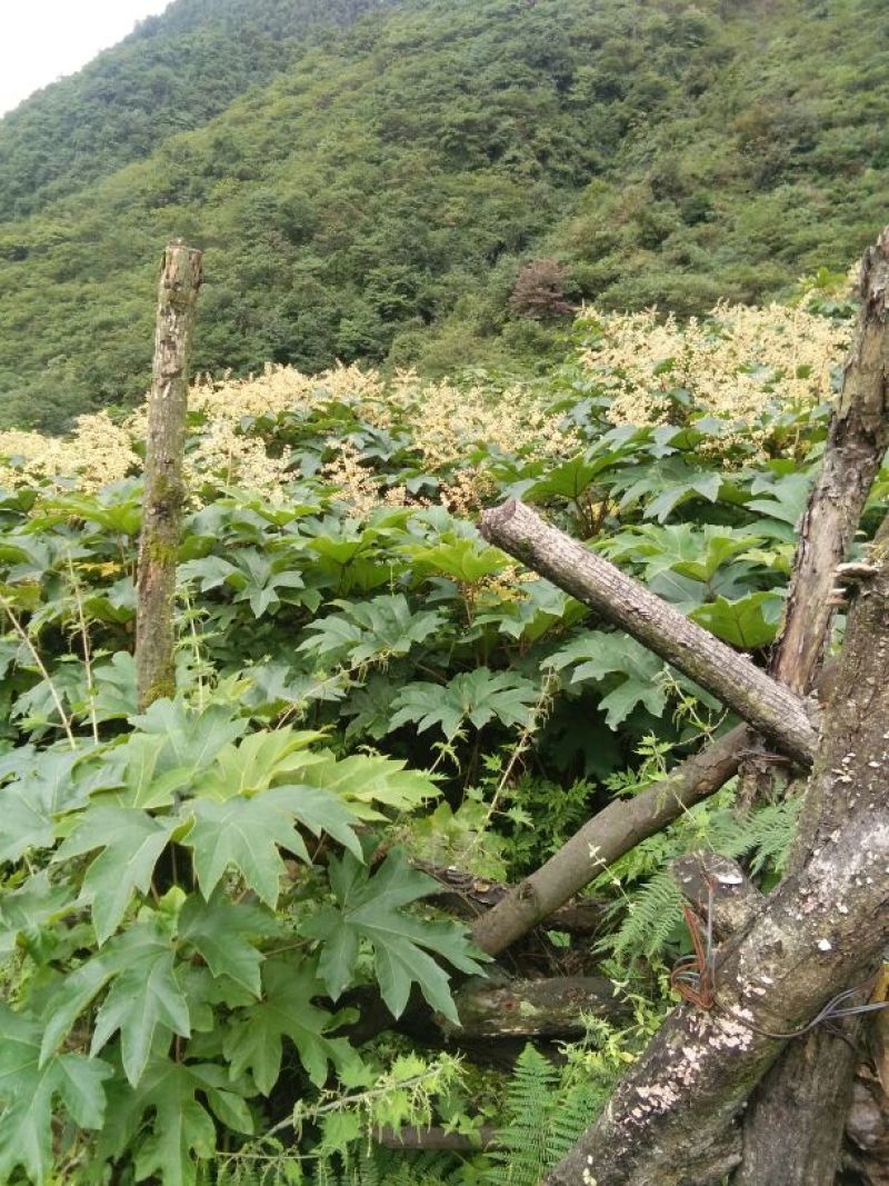 通草大通草苗大量批发成活率高