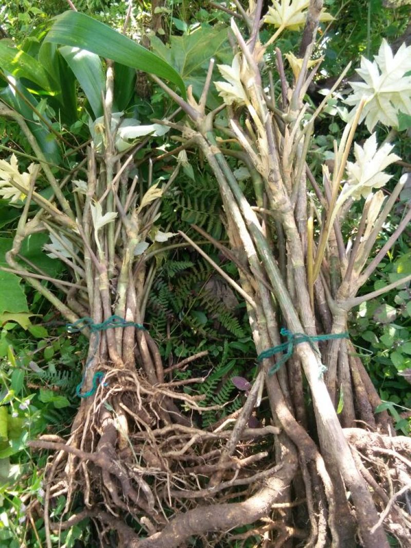 通草大通草苗大量批发成活率高