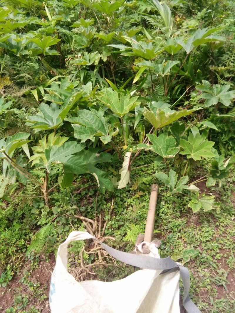 通草大通草苗大量批发成活率高