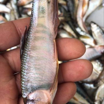 青斑马口鱼