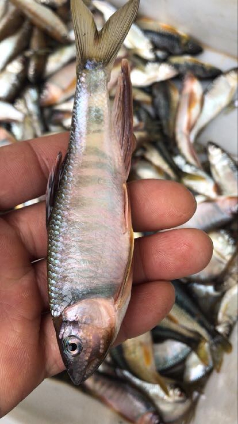 青斑马口鱼