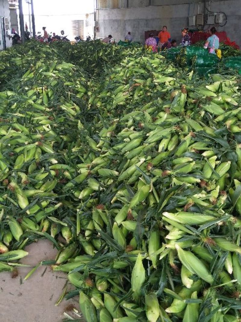 双色甜玉米
