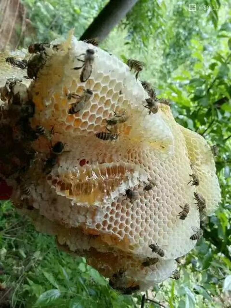 出售云南野生蜂蜜，正也