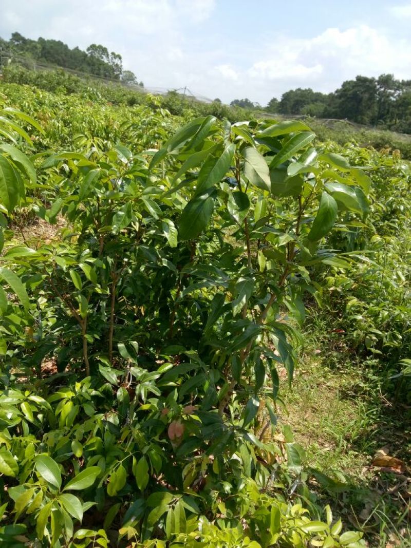 出售广西灵山正棕妃子笑苗！