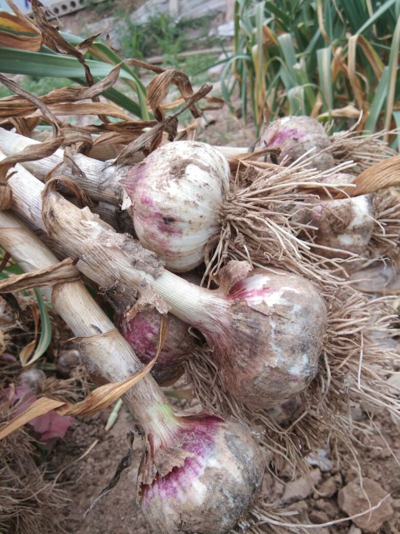 大蒜种植产区，山东成武