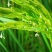 智能家用胚芽米机