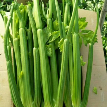 西芹