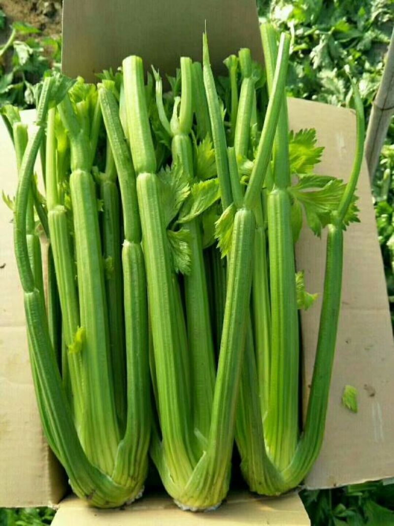西芹