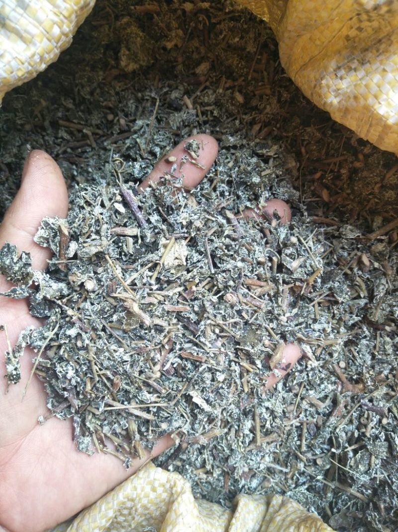 溪黄草（白茶）