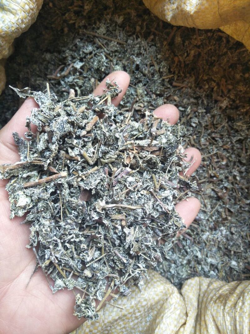 溪黄草（白茶）