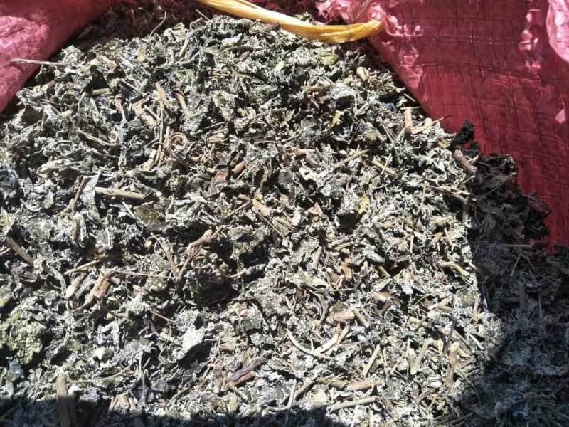 溪黄草（白茶）