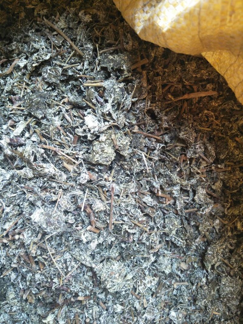 溪黄草（白茶）