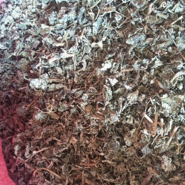 溪黄草（白茶）