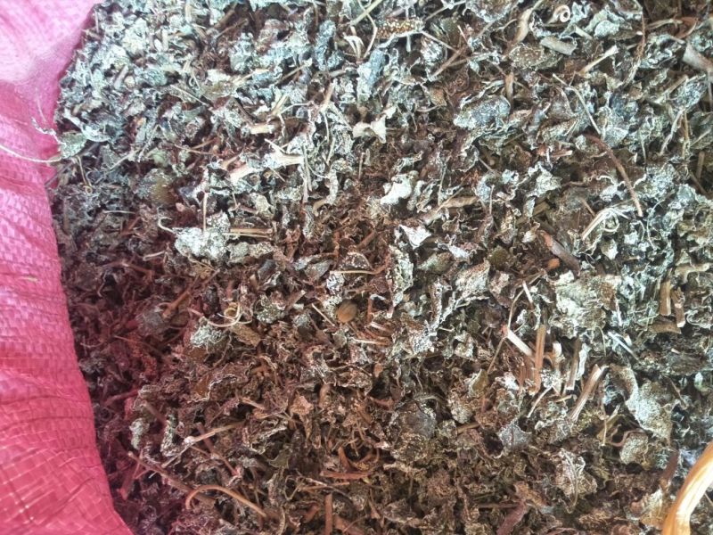 溪黄草（白茶）