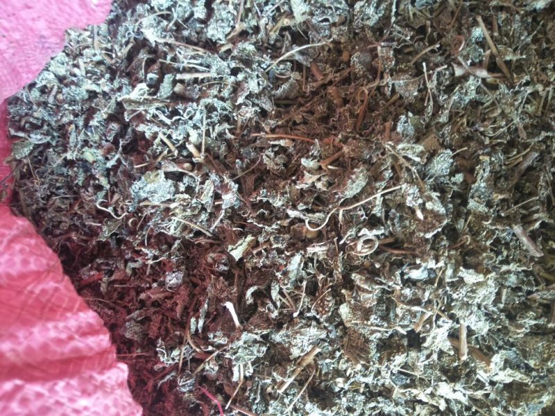 溪黄草（白茶）