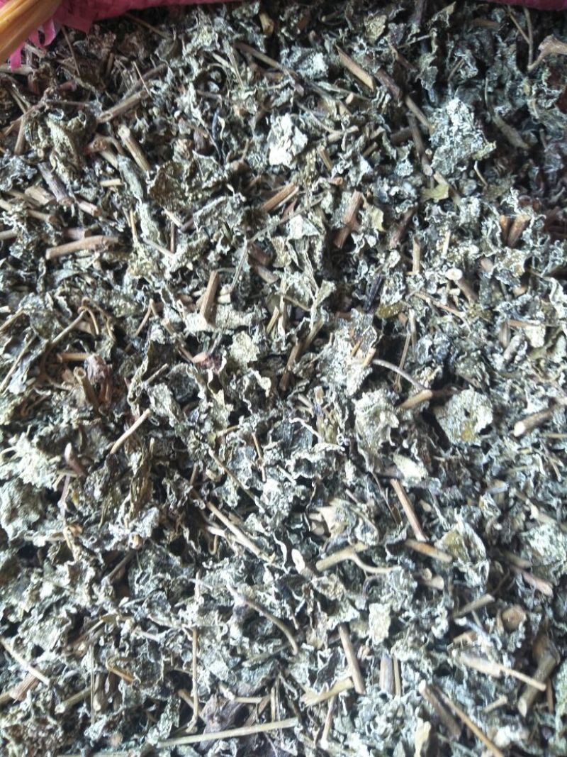 溪黄草（白茶）