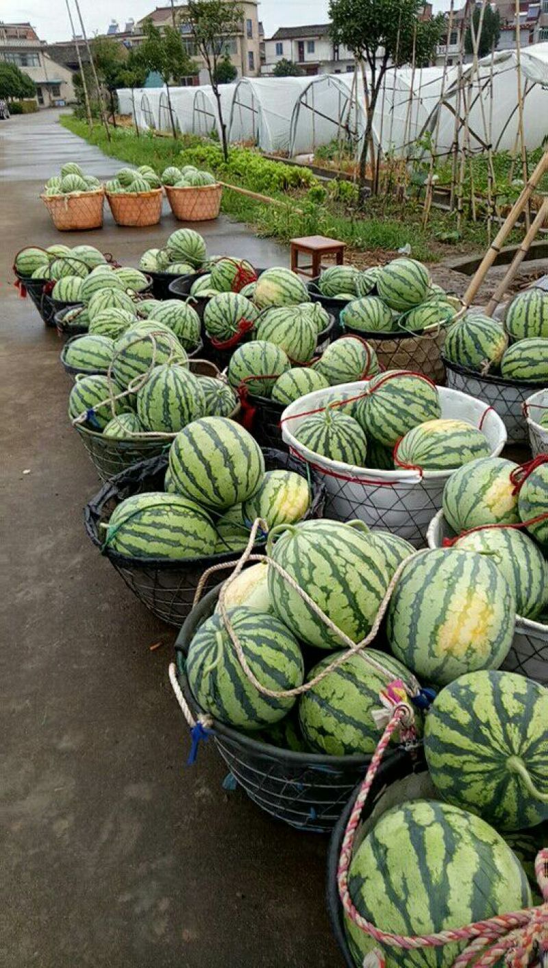 8424西瓜，美都，6斤打底9成熟1茬