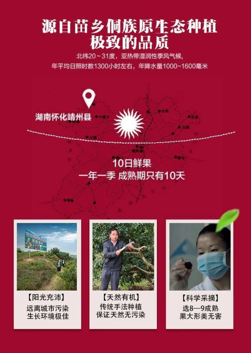 杨梅，靖州杨梅，