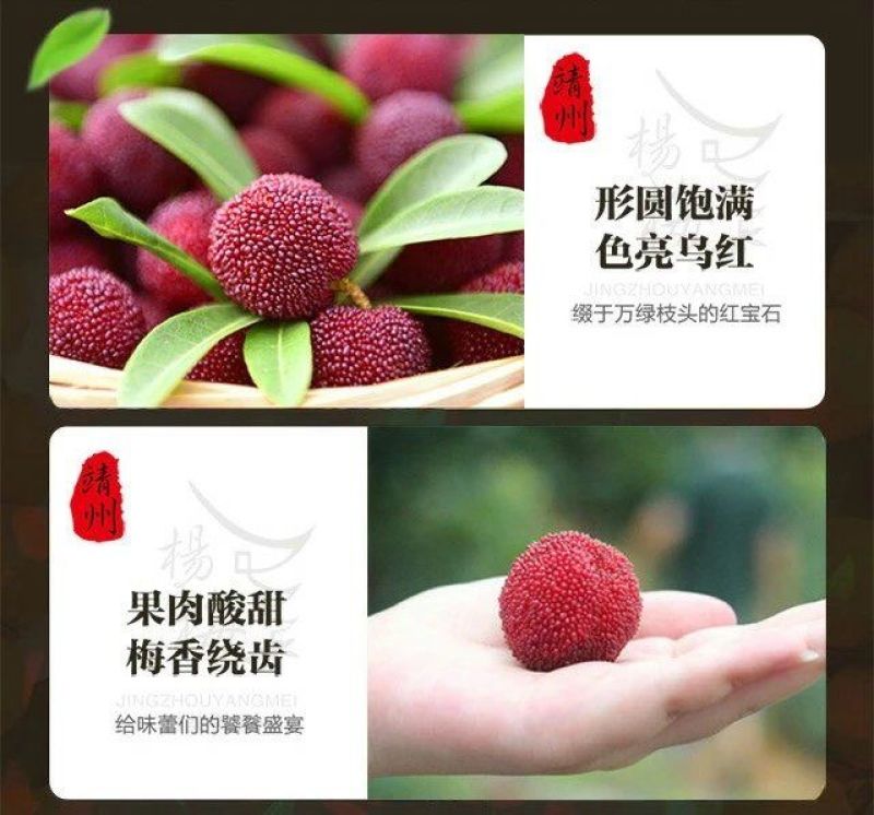 杨梅，靖州杨梅，