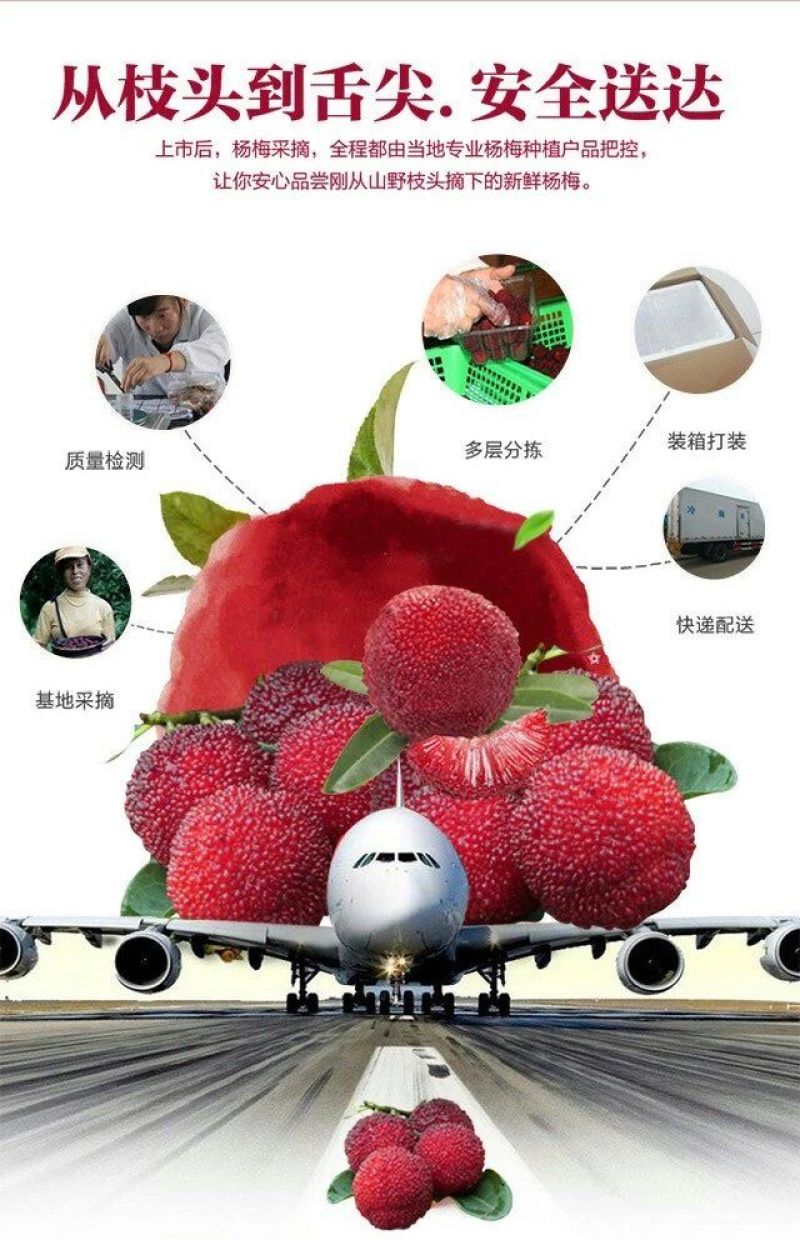 杨梅，靖州杨梅，