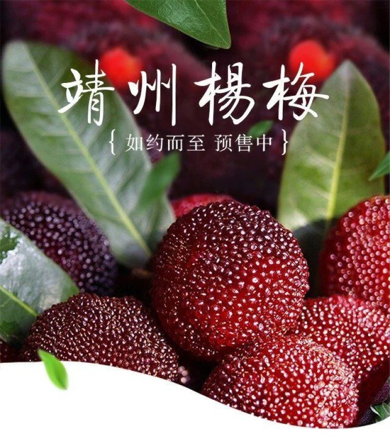 杨梅，靖州杨梅，