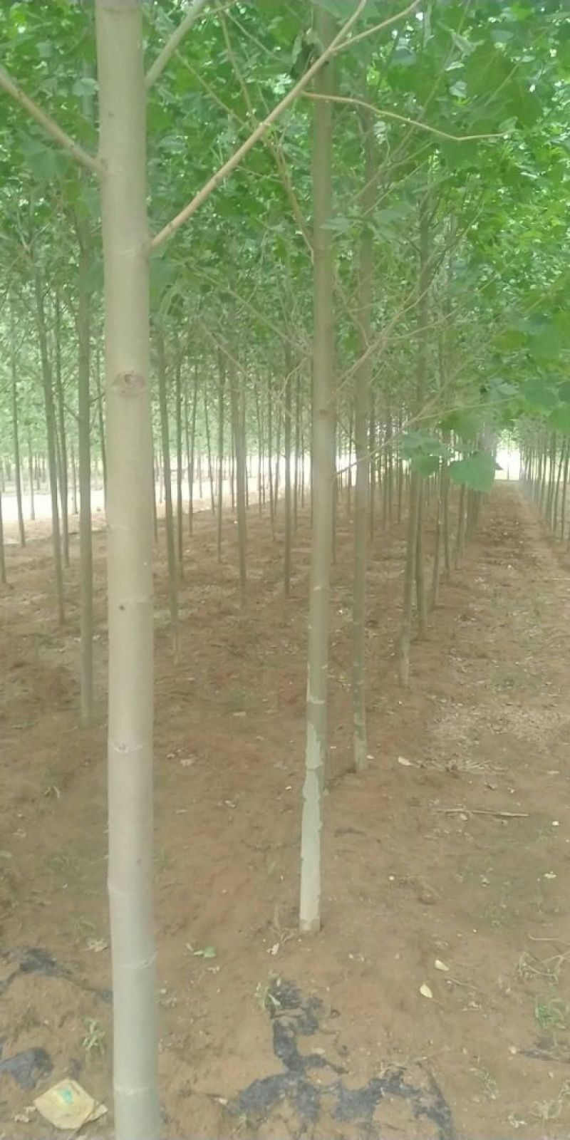八公分法桐