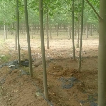 八公分法桐