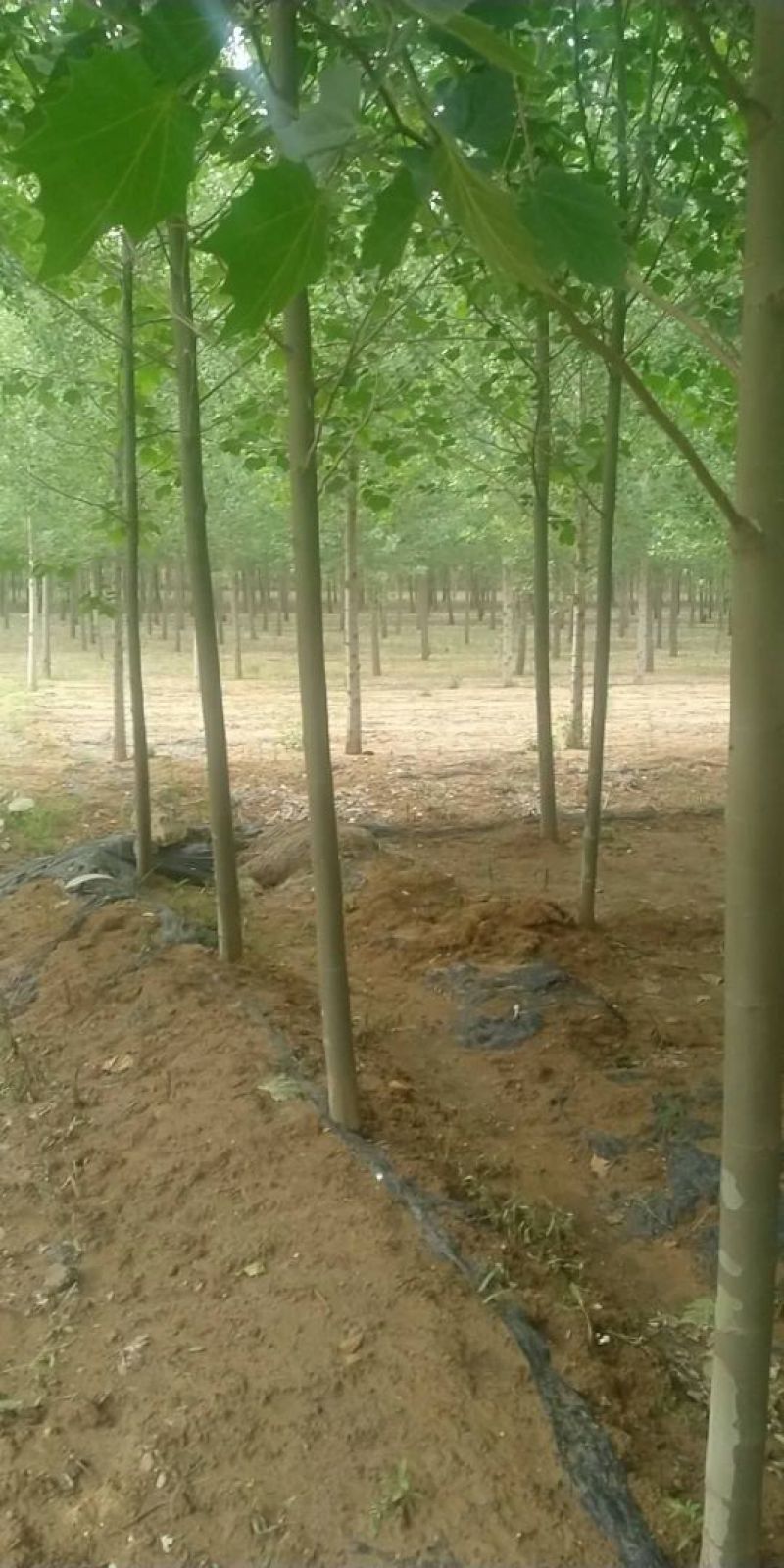八公分法桐