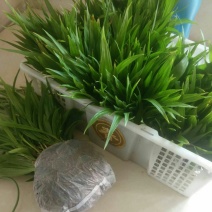 白芨苗，低价出售，量大从优