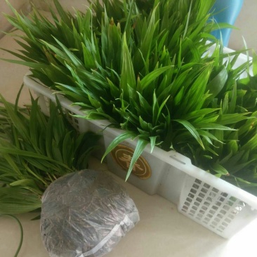 白芨苗，低价出售，量大从优