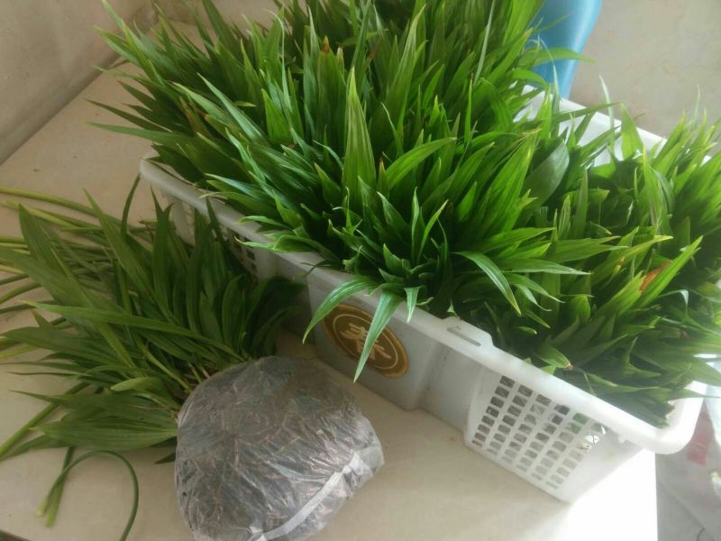 白芨苗，低价出售，量大从优