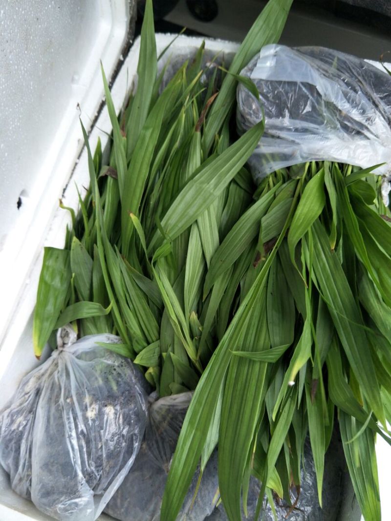 白芨苗，低价出售，量大从优