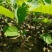 释迦果树苗林檎苗台湾番荔枝苗释迦果嫁接苗佛陀果