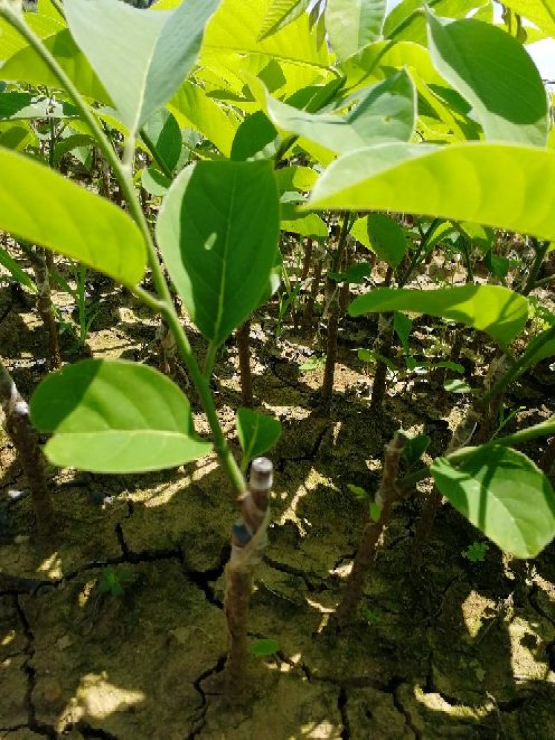释迦果树苗林檎苗台湾番荔枝苗释迦果嫁接苗佛陀果