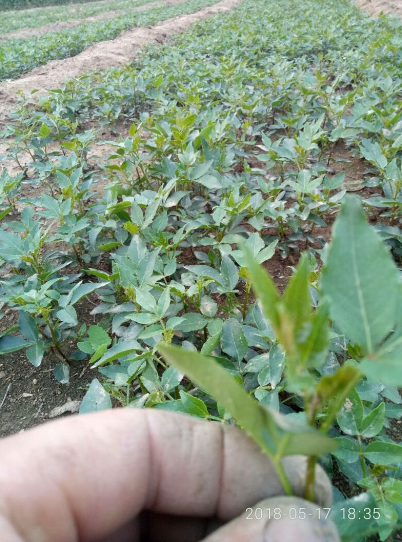 花椒小芽苗价格，当年花椒小苗，九叶青花椒苗，大红袍花椒