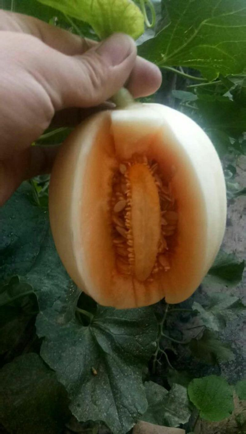 东方蜜2斤以上