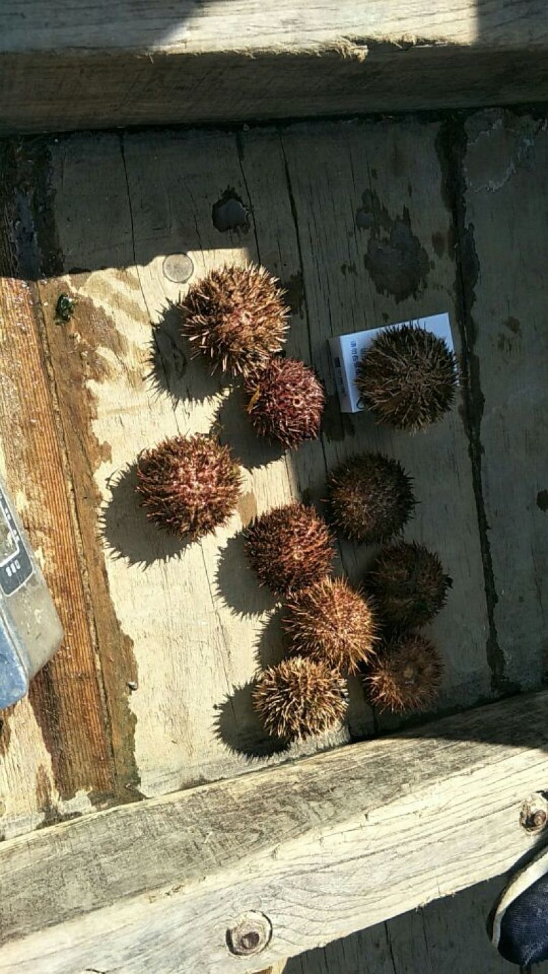 海胆出售