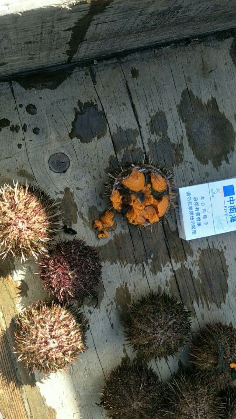 海胆出售