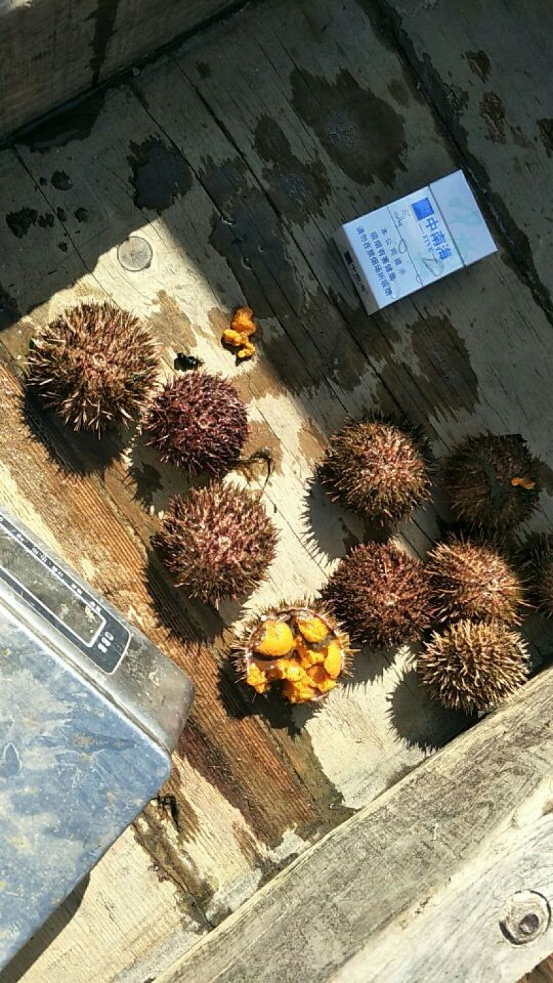 海胆出售