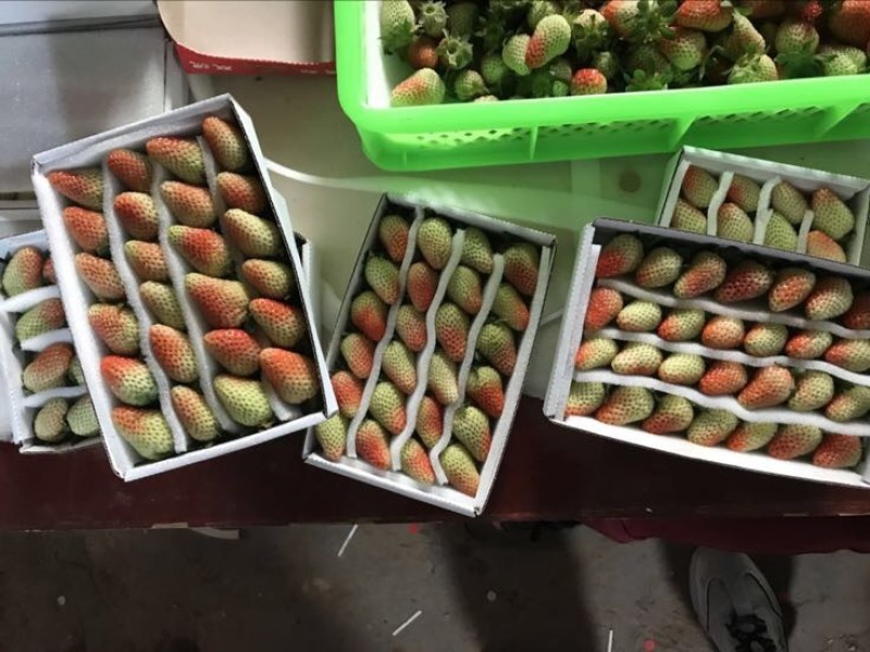 法兰蒂草莓30~40克